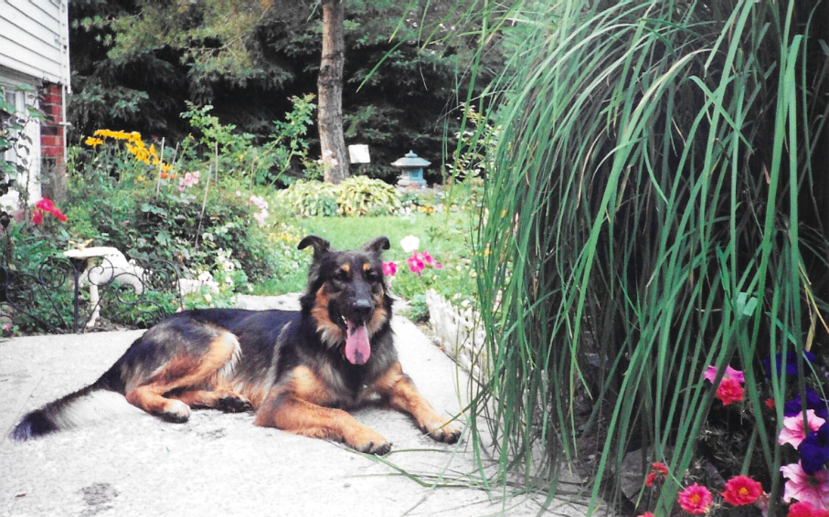 Abby - German Shepherd x Belgian Tervuren