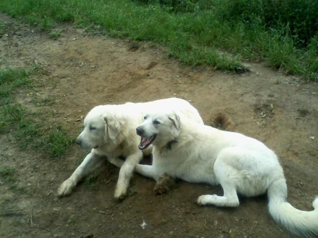 Appa and Naga - Louisiana, U.S.