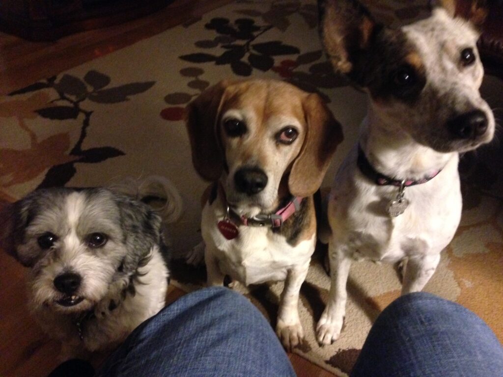 Beau, Maggie and Sydney - Georgia, U.S.