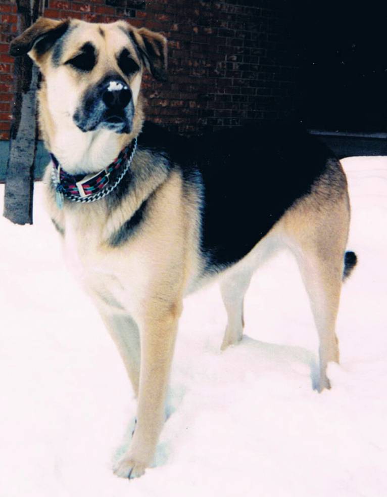 Shanny in the snow