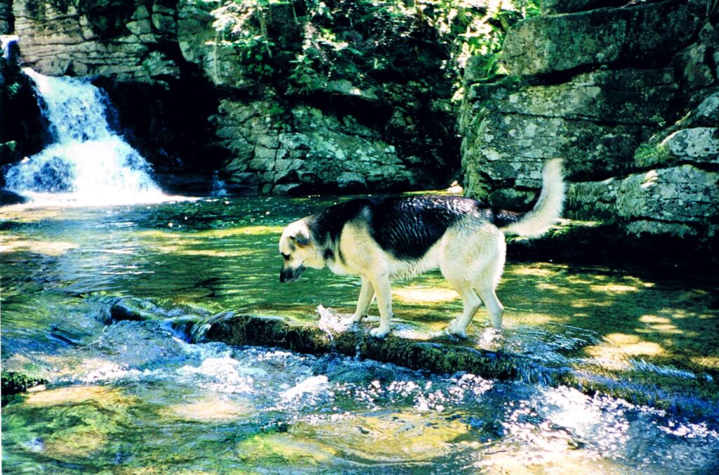 Shanny enjoying the water