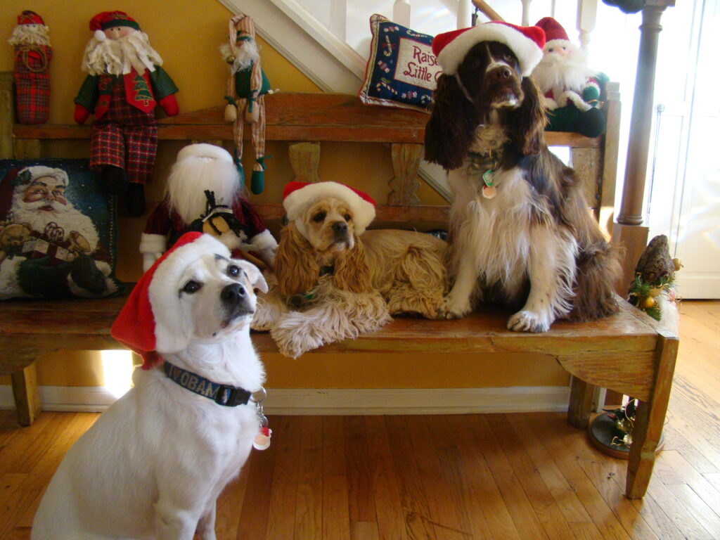 Daisy, Poppy and Sweet Pea - Illinois, U.S.