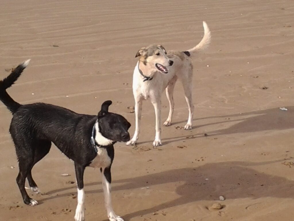 Dottie and Daisy - Morocco