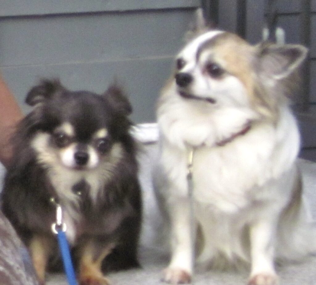 Gizmo and Einstein - Massachusetts, U.S.