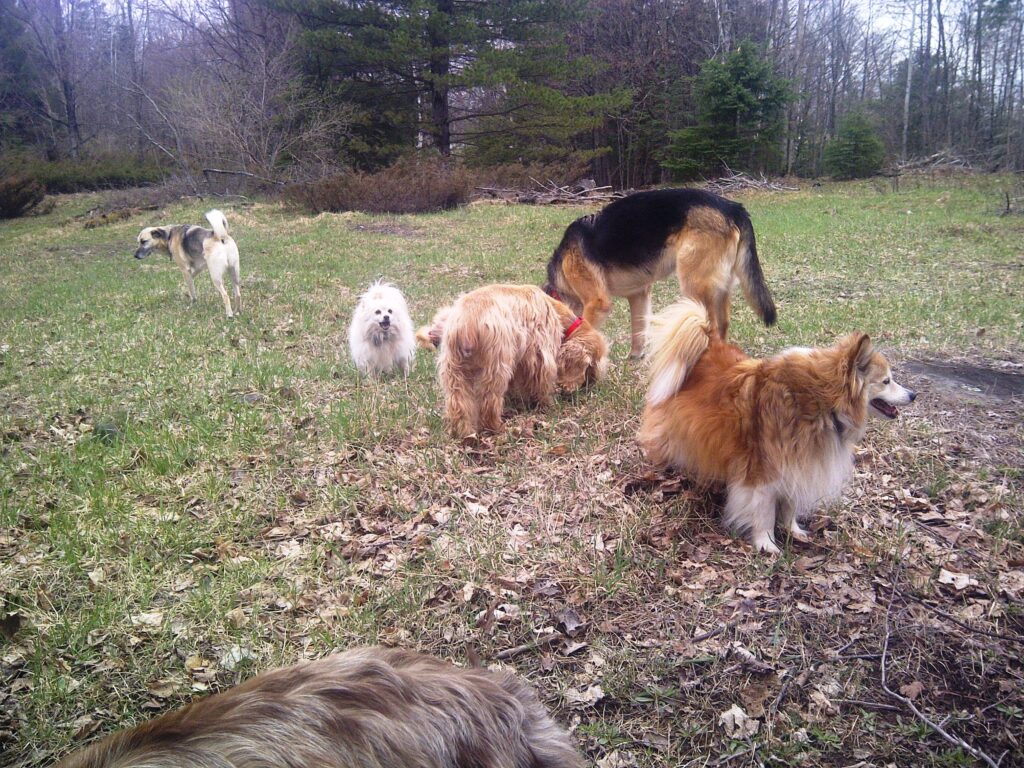 Buddy - American Cocker Spaniel - Eating grass with the other dogs