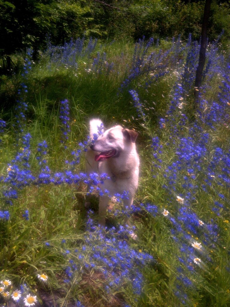 Sarah on a warm day in the wildflowers