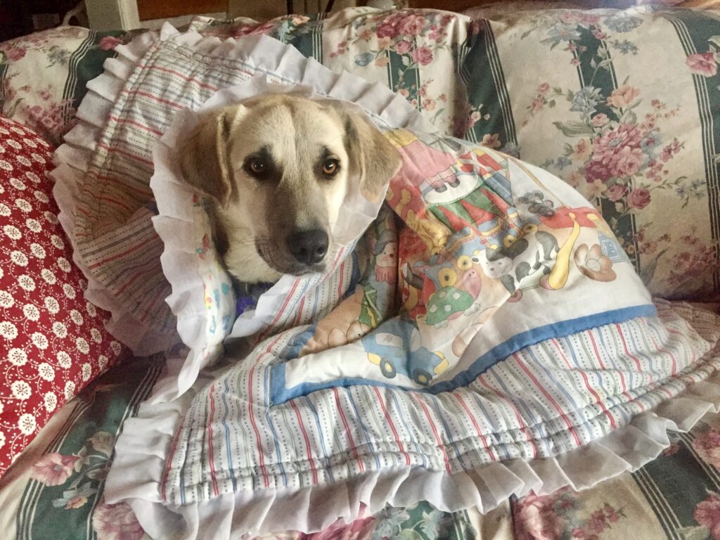 Lily under a blanket on a cold winter afternoon