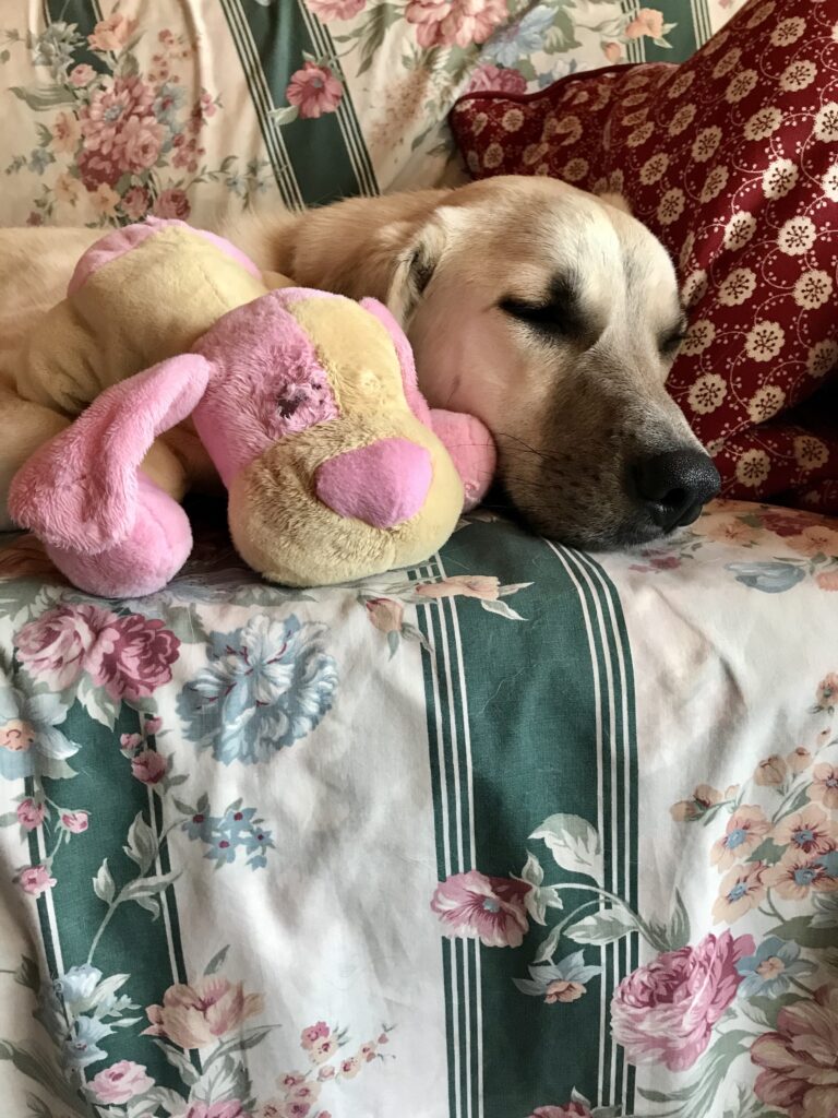 Lily napping with her puppy-dog teddy bear