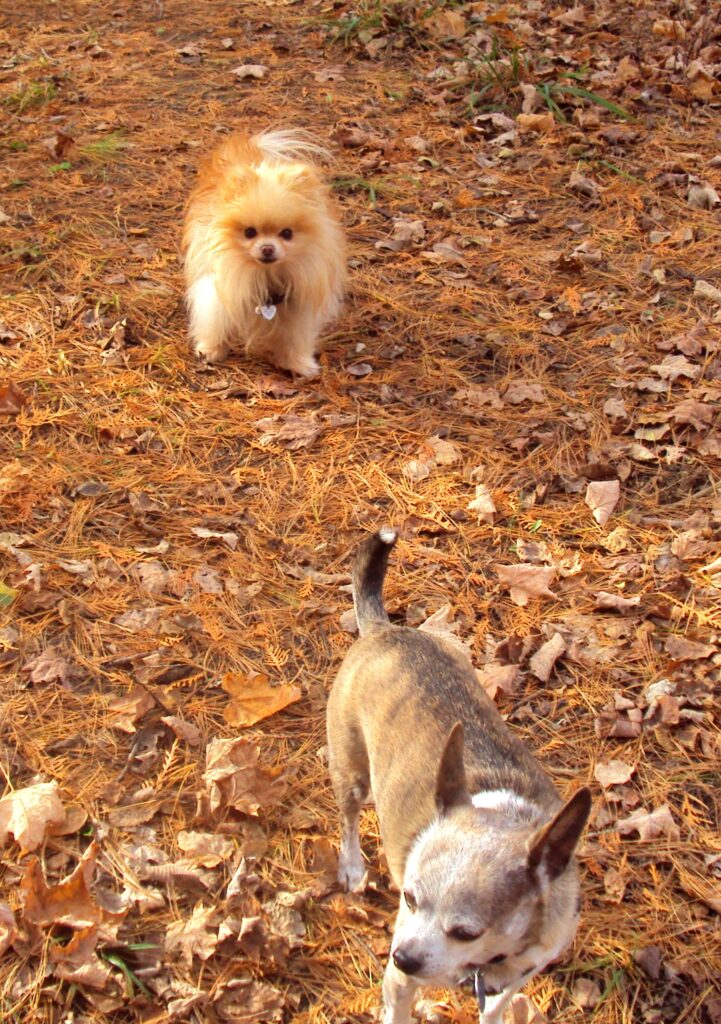 Jacob and Carmen on an autumn walk