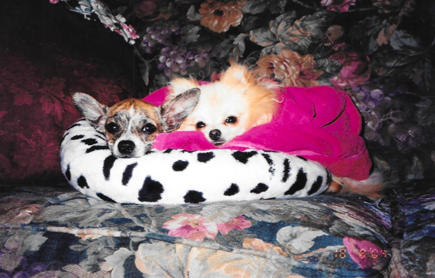 Puppy Carmen and Jacob after a bath