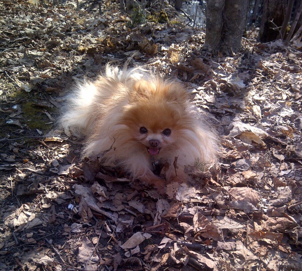 Jacob in the leaves