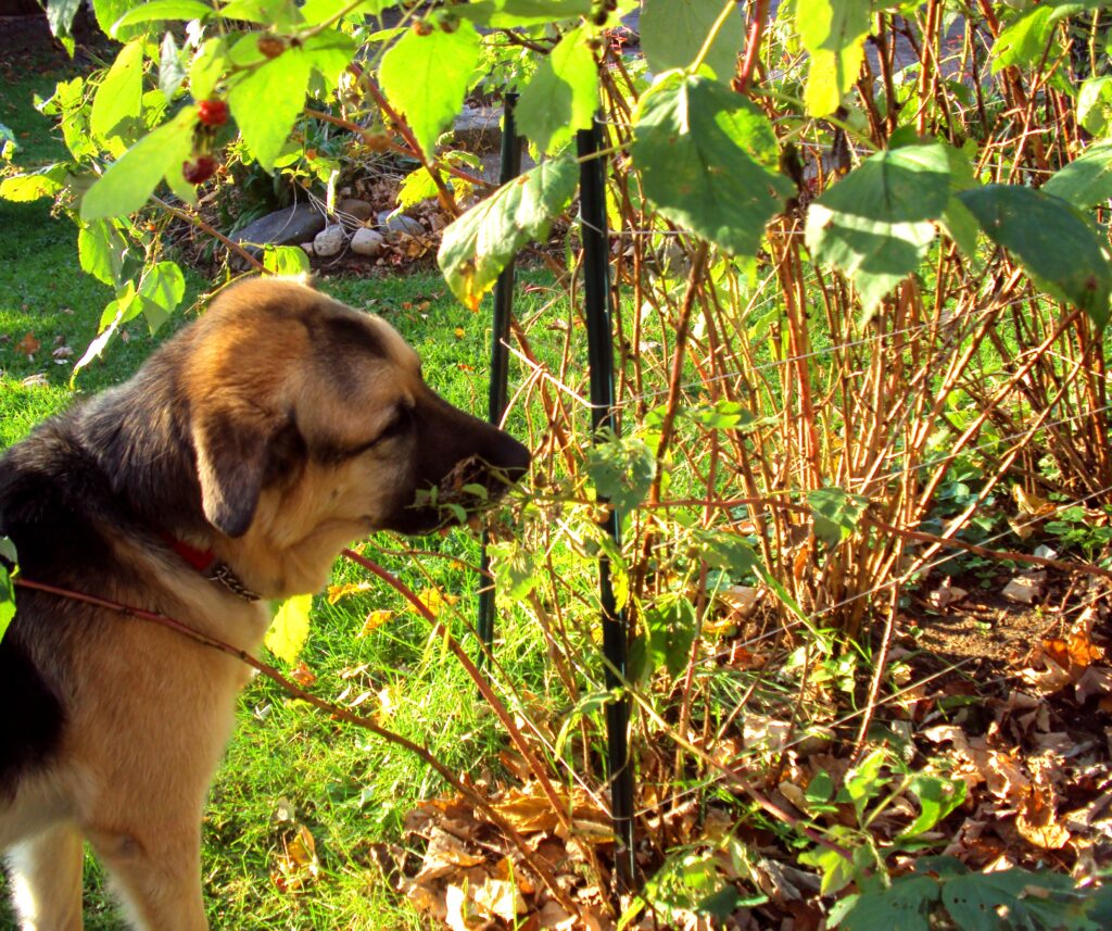 Jordie picking raspberries