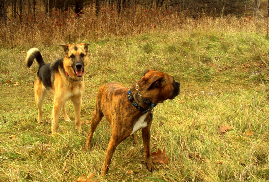 Jordie and Robbie playing