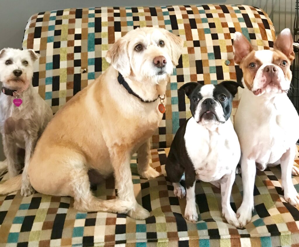 Rosie, Sully, Maine and Trixie - Ontario, Canada