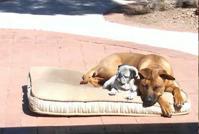 Roxy and Bailey - Arizona, U.S.