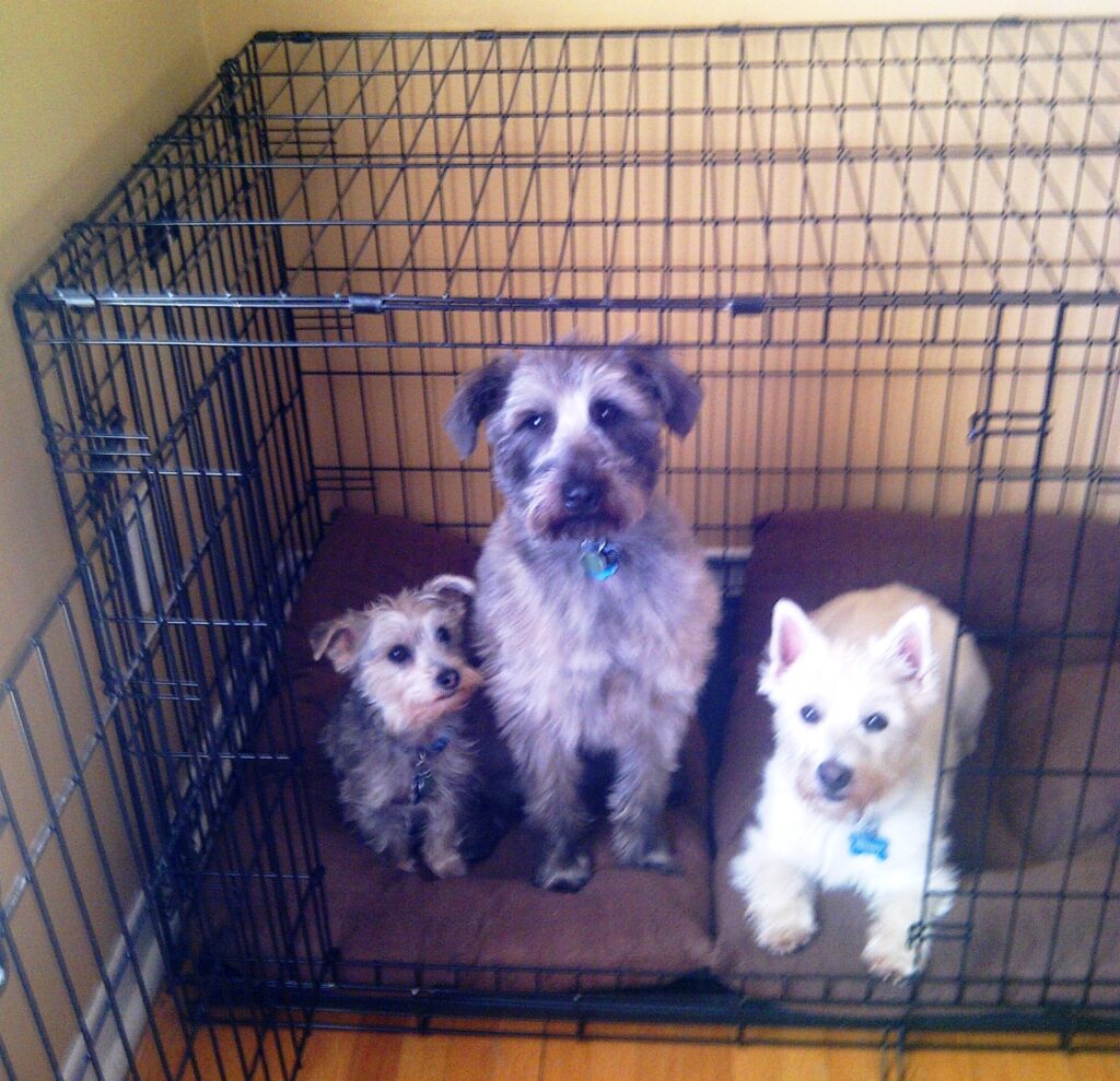 Oscar, Ernie and Freddie - Quebec, Canada