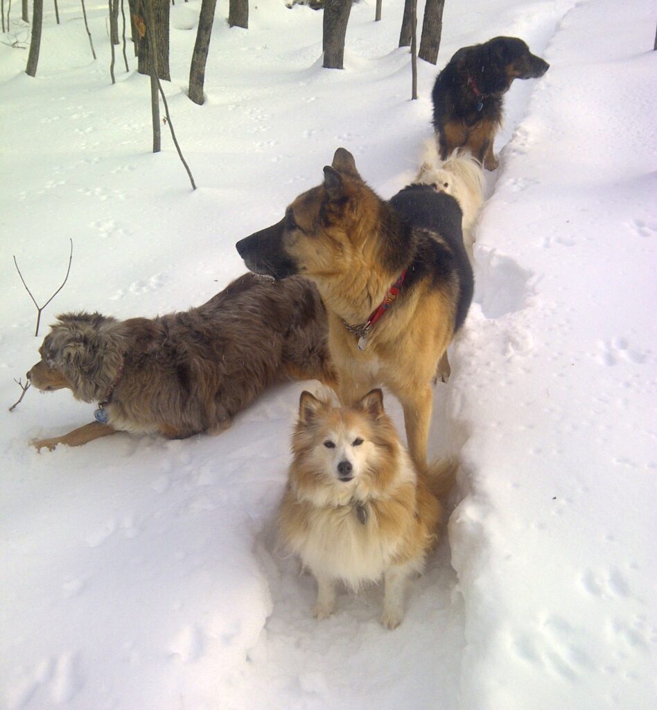 Stevie, Jordie, Tasha, Zoey and Abby in the wintertime