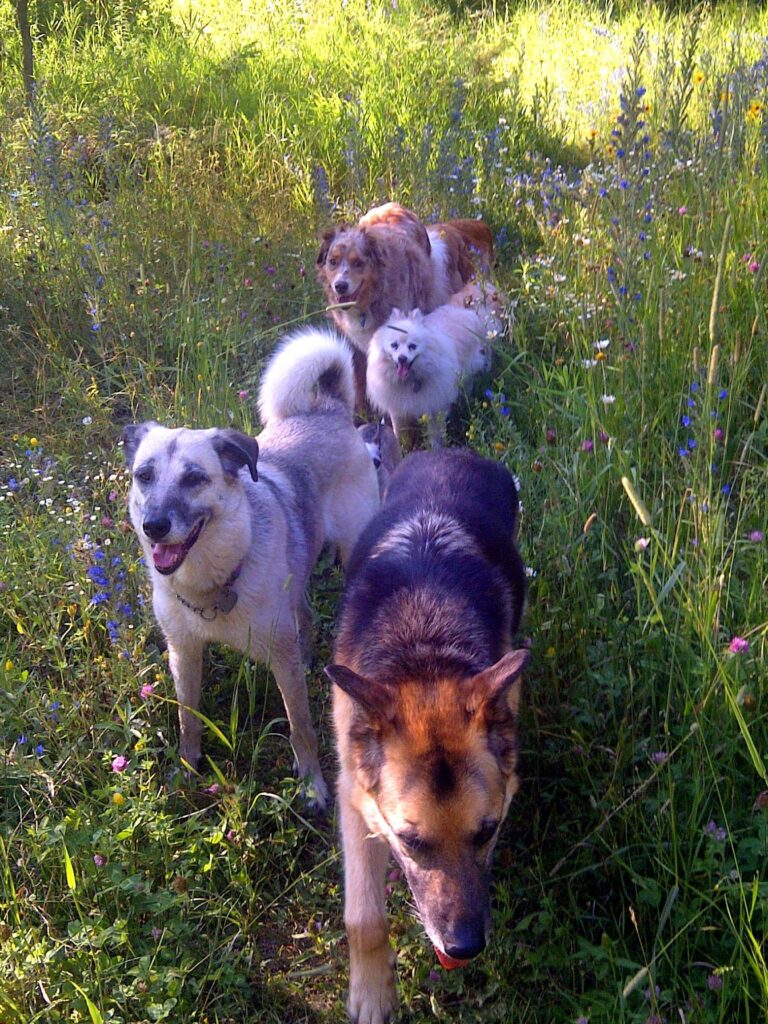 Jordie, Sarah, Zoey, Tasha, Jacob and Stevie