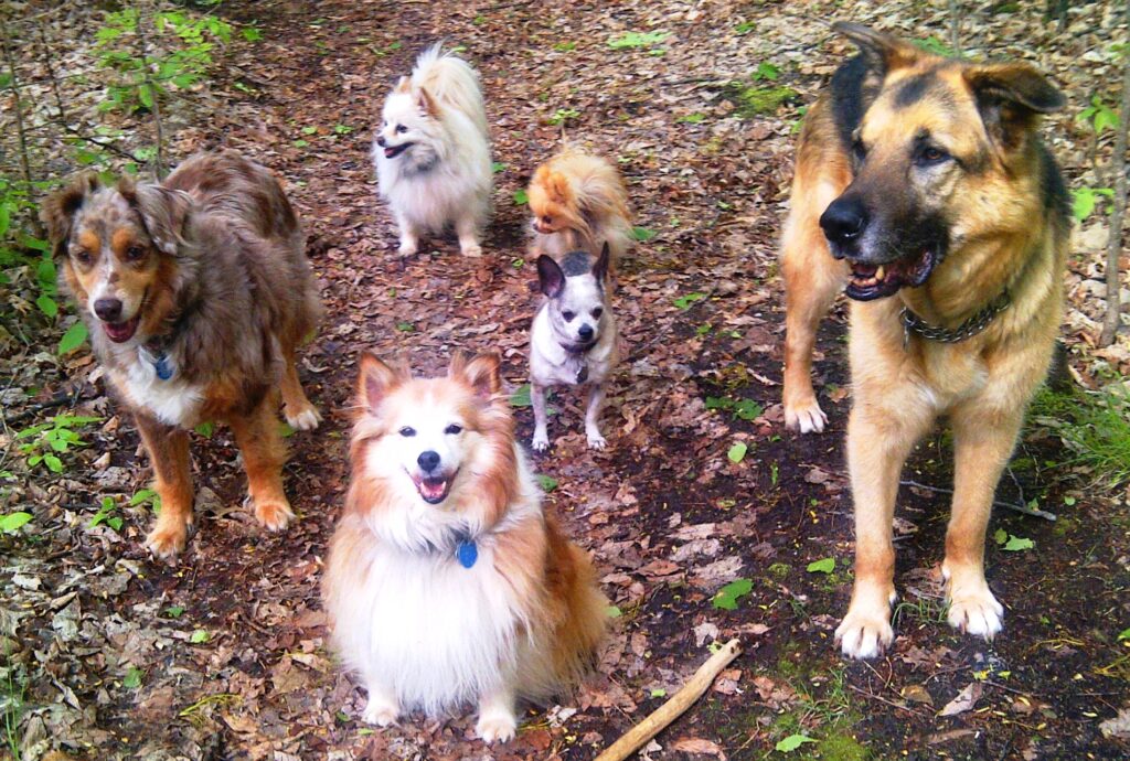 Tasha, Stevie, Carmen, Jordie, Zoey and Jacob