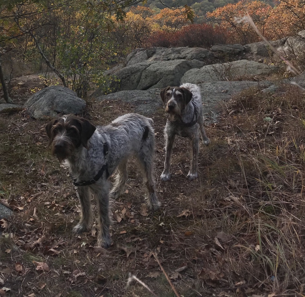 Gusti and Hugo - New York City, New York, U.S.