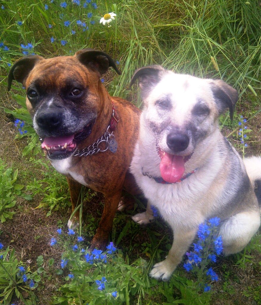 Robbie and Sarah sitting in wildflowers