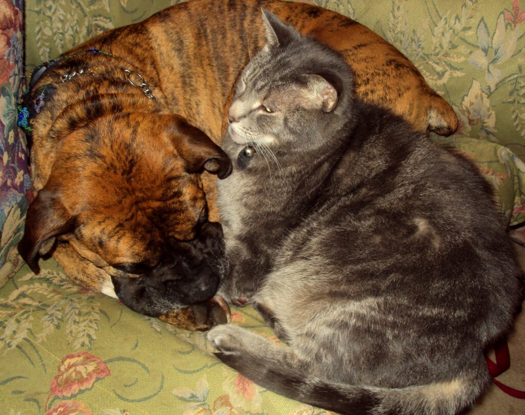 Robbie and Tibby napping together