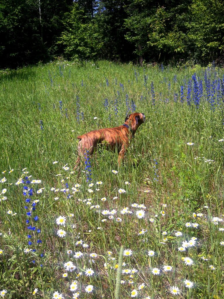 Robbie enjoying the wildflowers