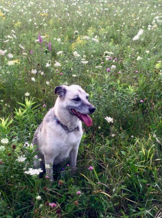 Sarah sitting in wildflowers