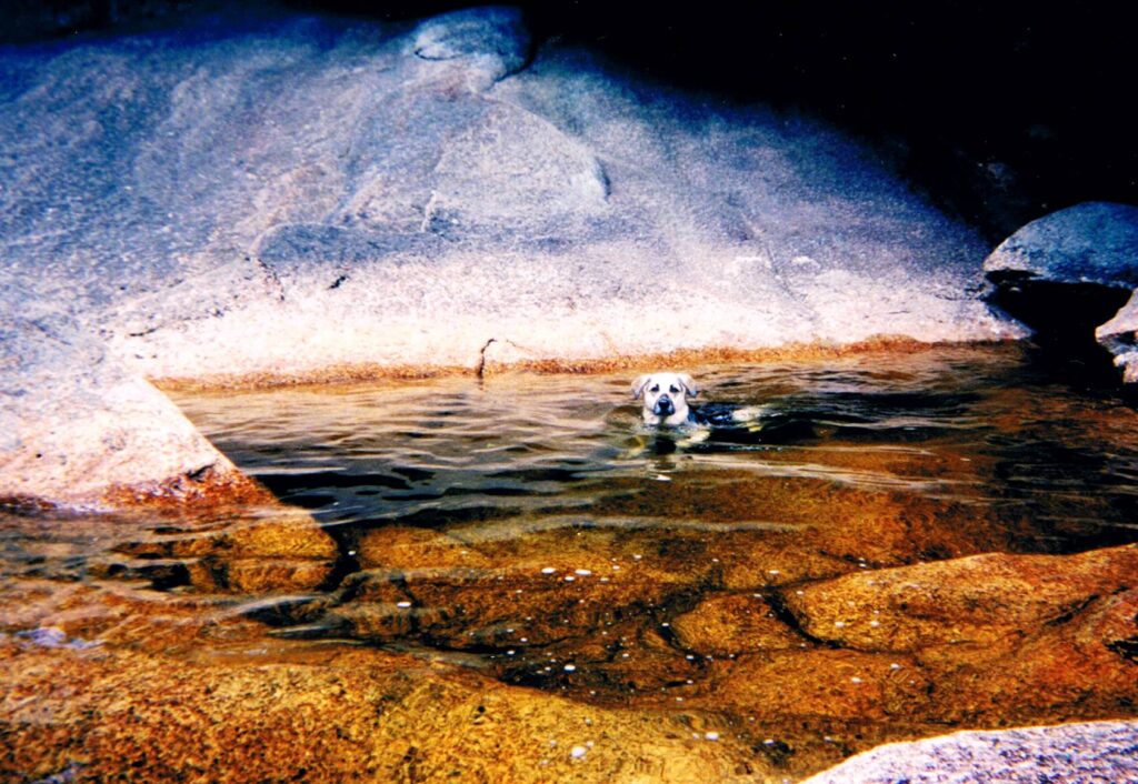 Shanny swimming in a natural basin