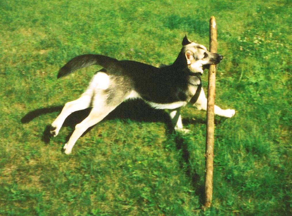 Shanny, the big stick champion