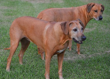 April and Auggie - Texas, U.S.