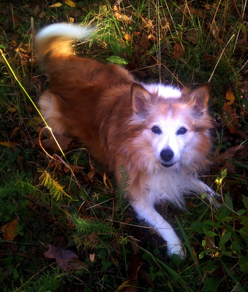 Stevie - Sheltie x Pomeranian