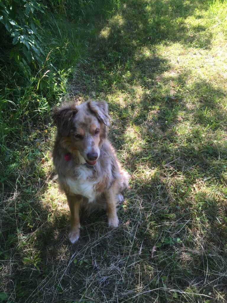 Tasha in the woods