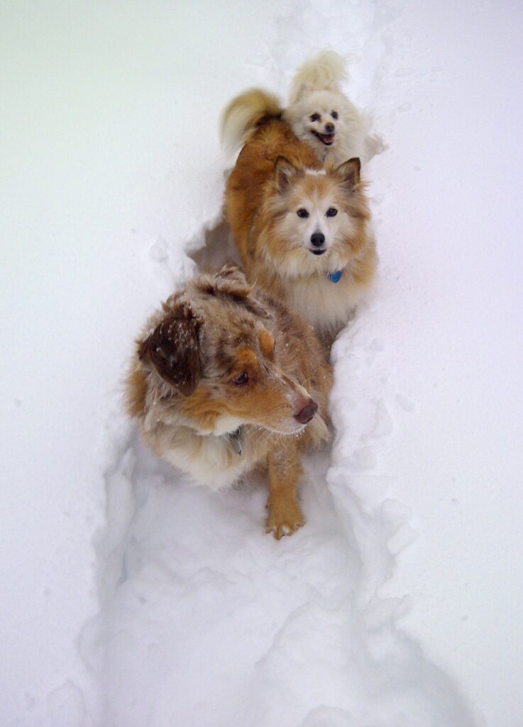 Tasha, Stevie and Zoey making a pathway in the snow