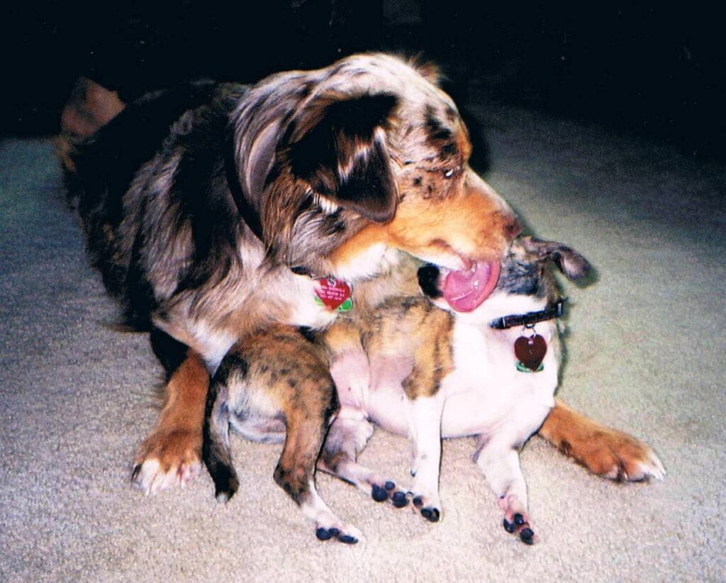 Tasha grooming Carmen