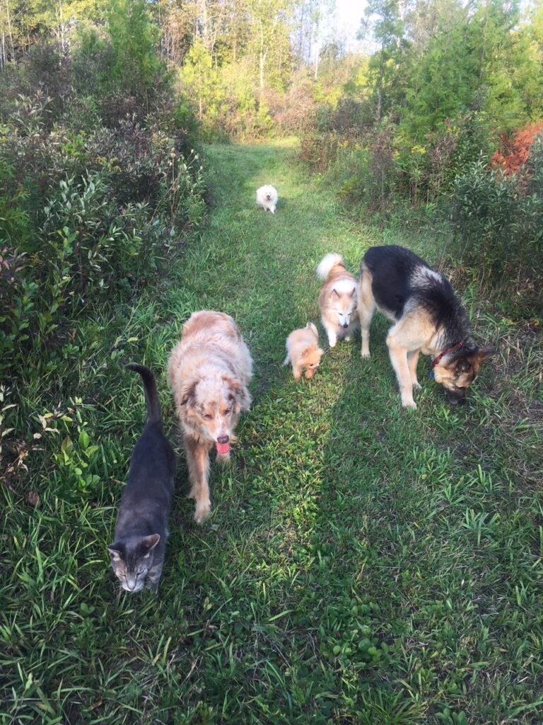 Tibby going for a walk with the dogs