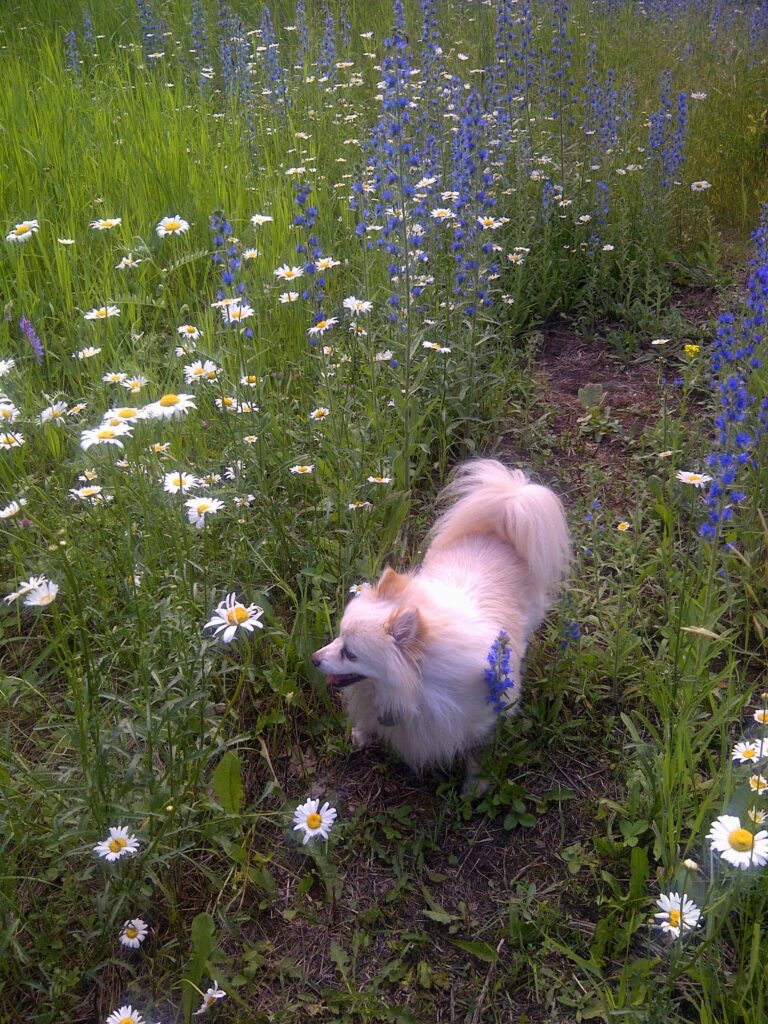 Zoey - Pomeranian