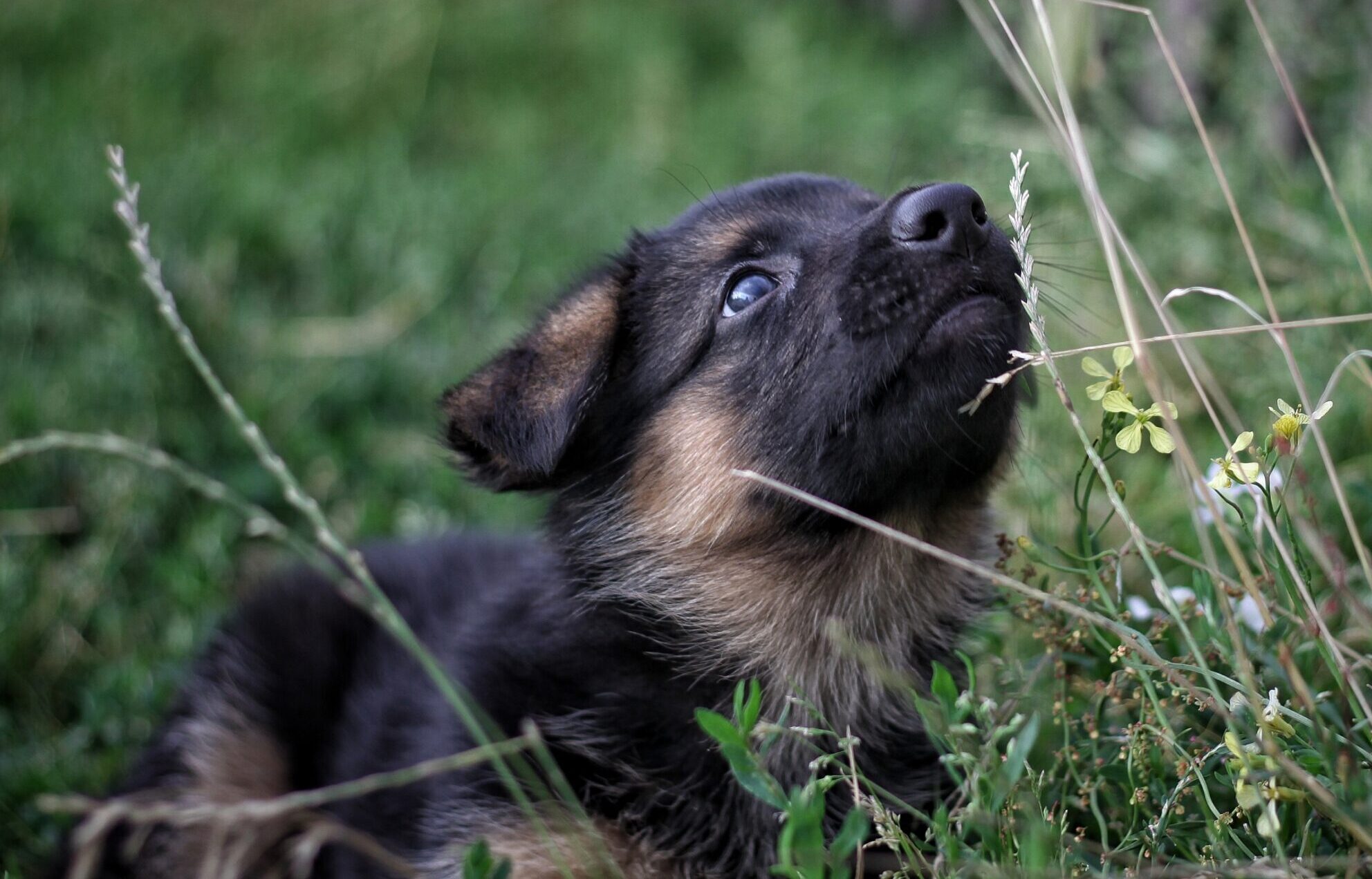 Holistic puppy obedience training sessions