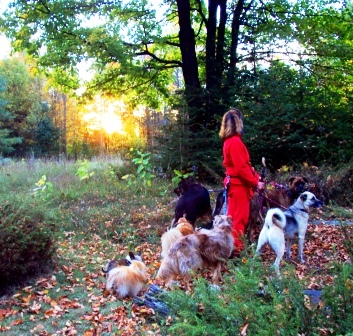 Contact me Karen Rosenfeld, holistic dog behaviorist