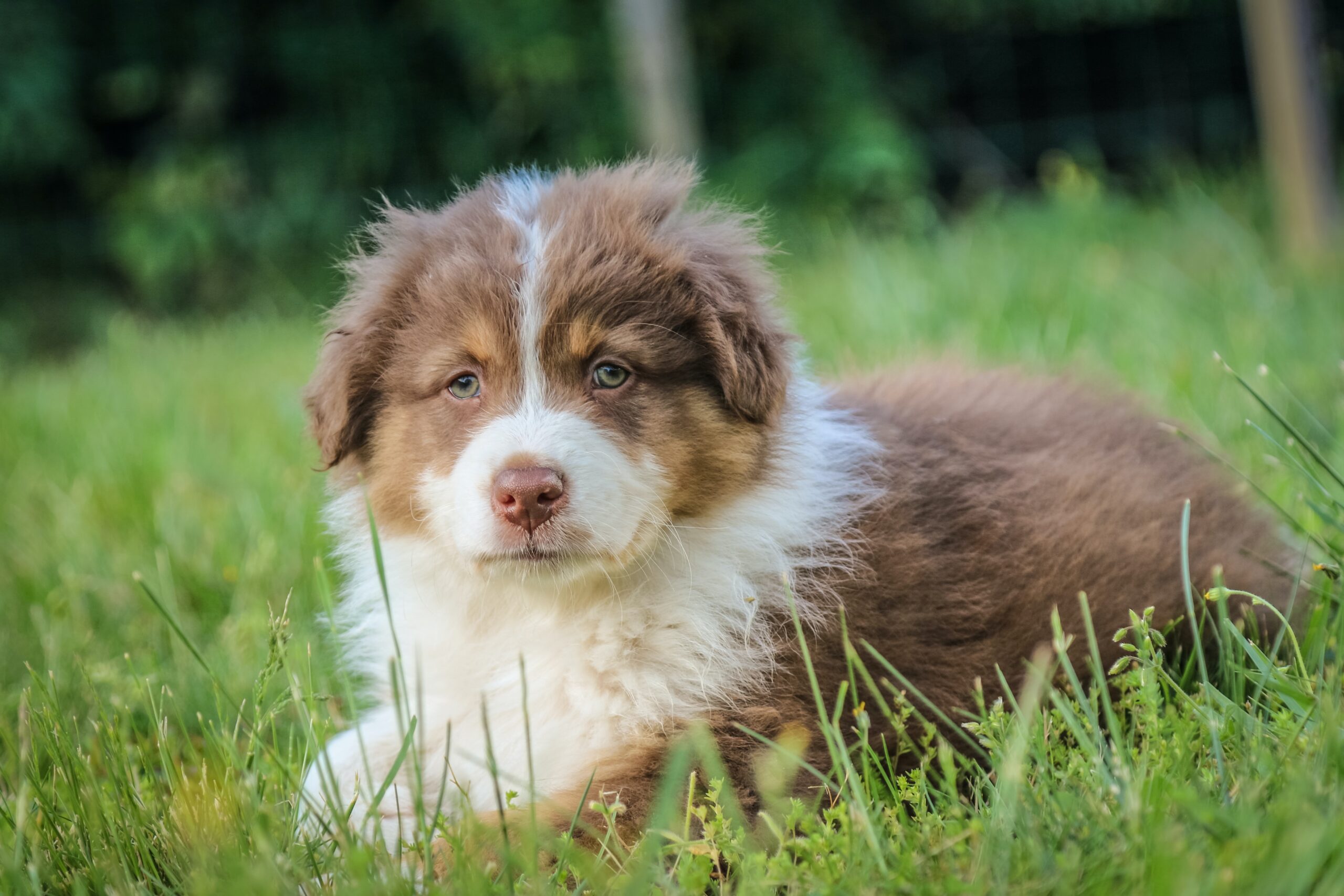 holistic behavioral services for puppies