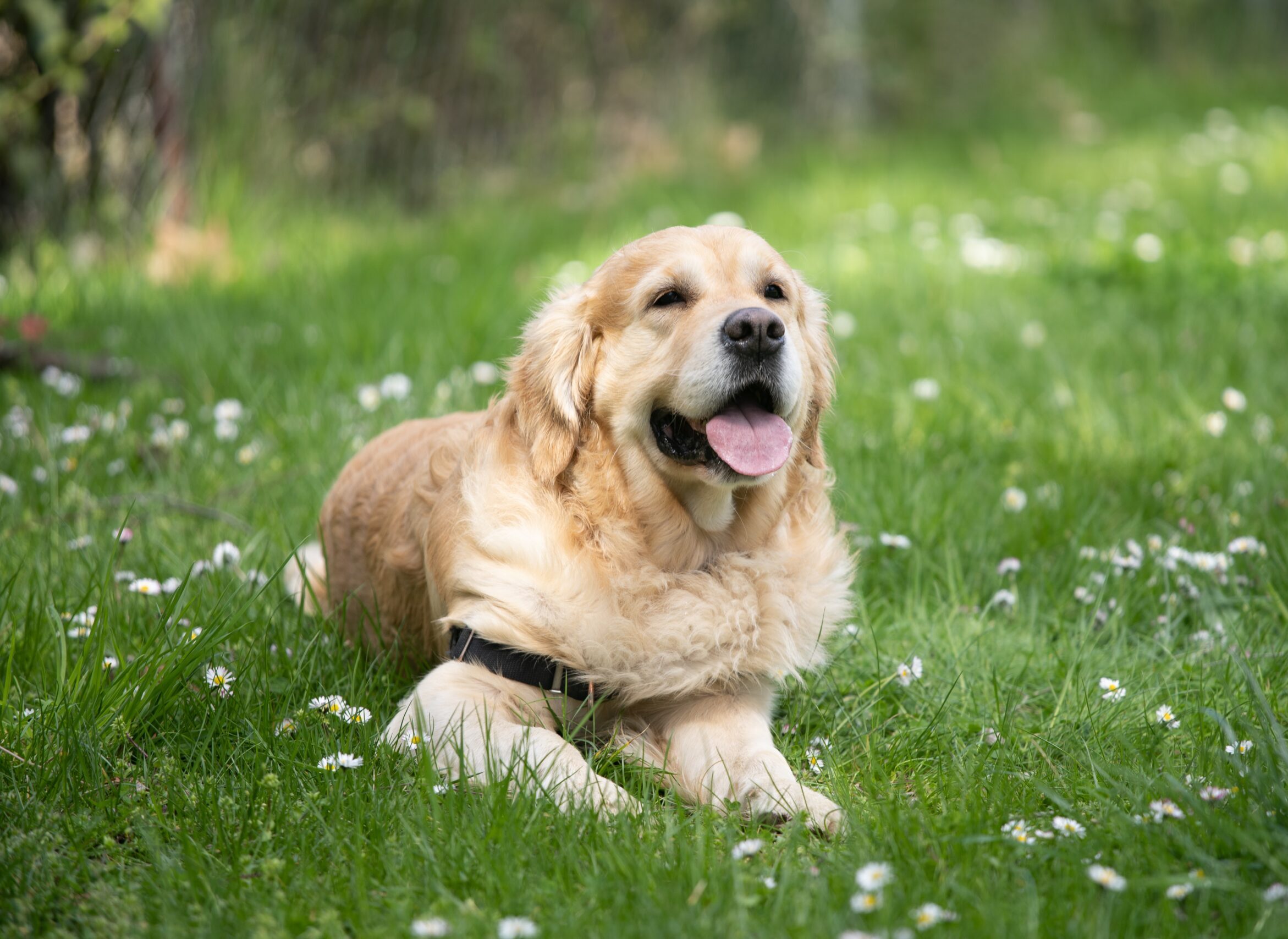 holistic psychological rehabilitation for dogs