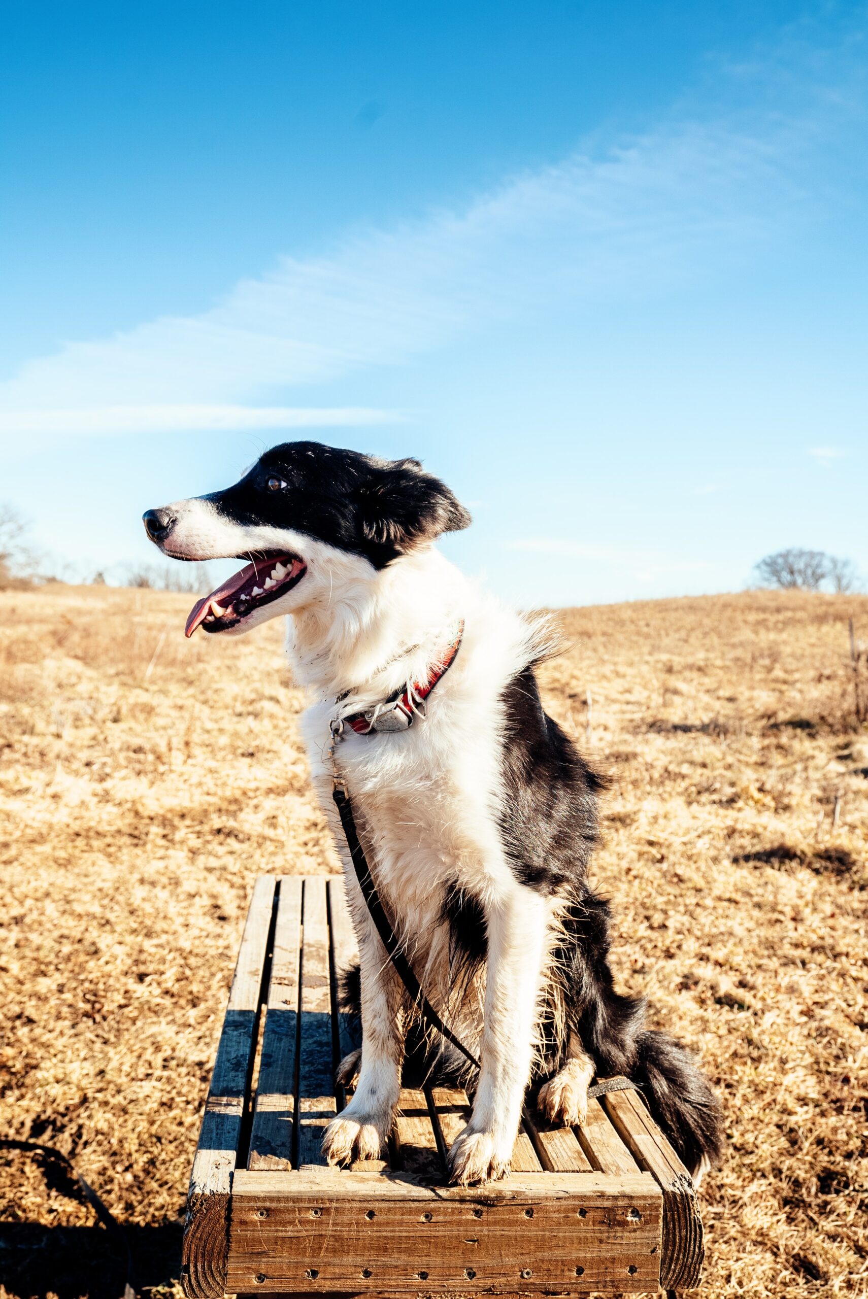 Karen Rosenfeld, dog training for dogs and puppies exhibiting a normal range of behavior