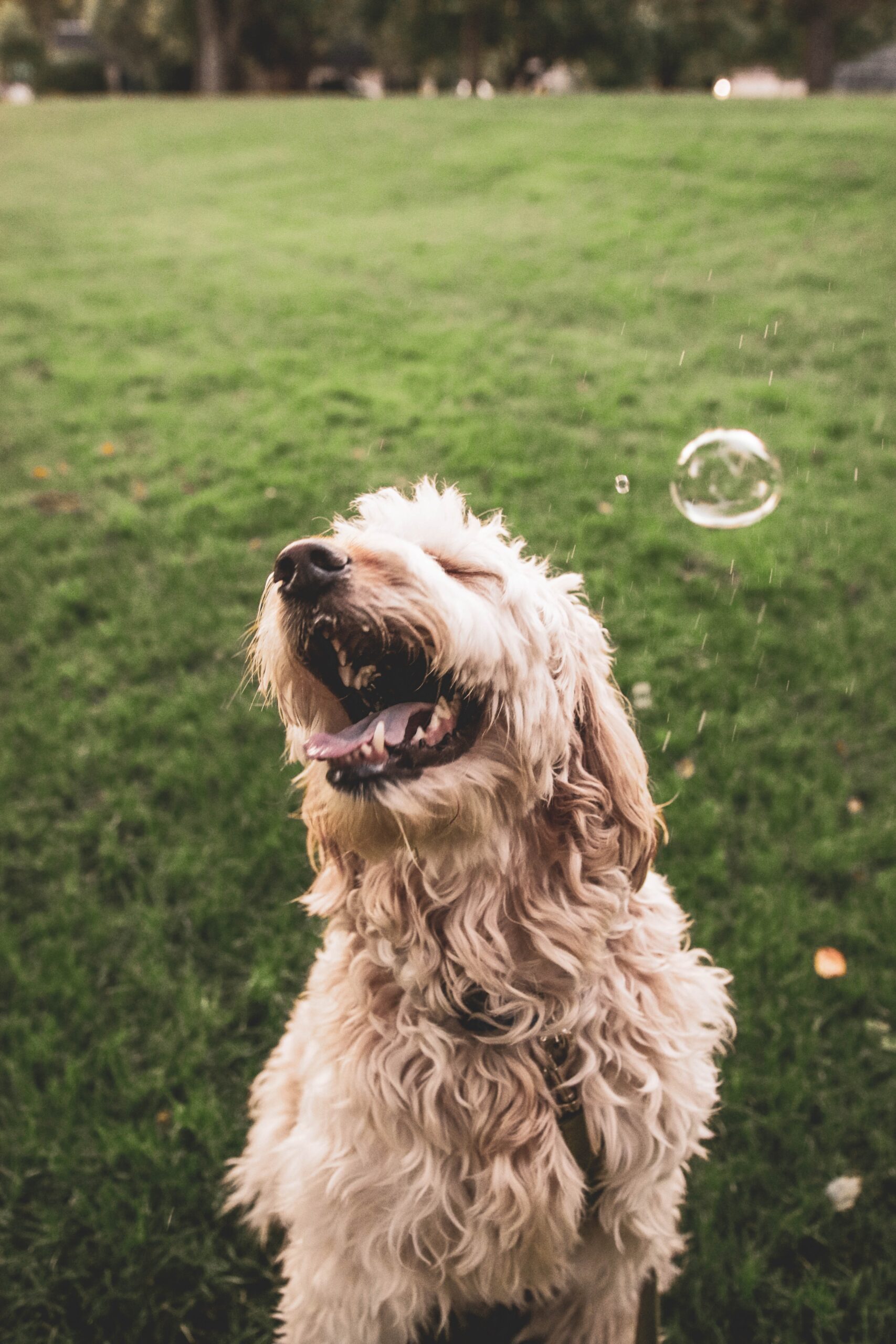 Holistic dog training for dogs that rely on other senses due to hearing or sight loss