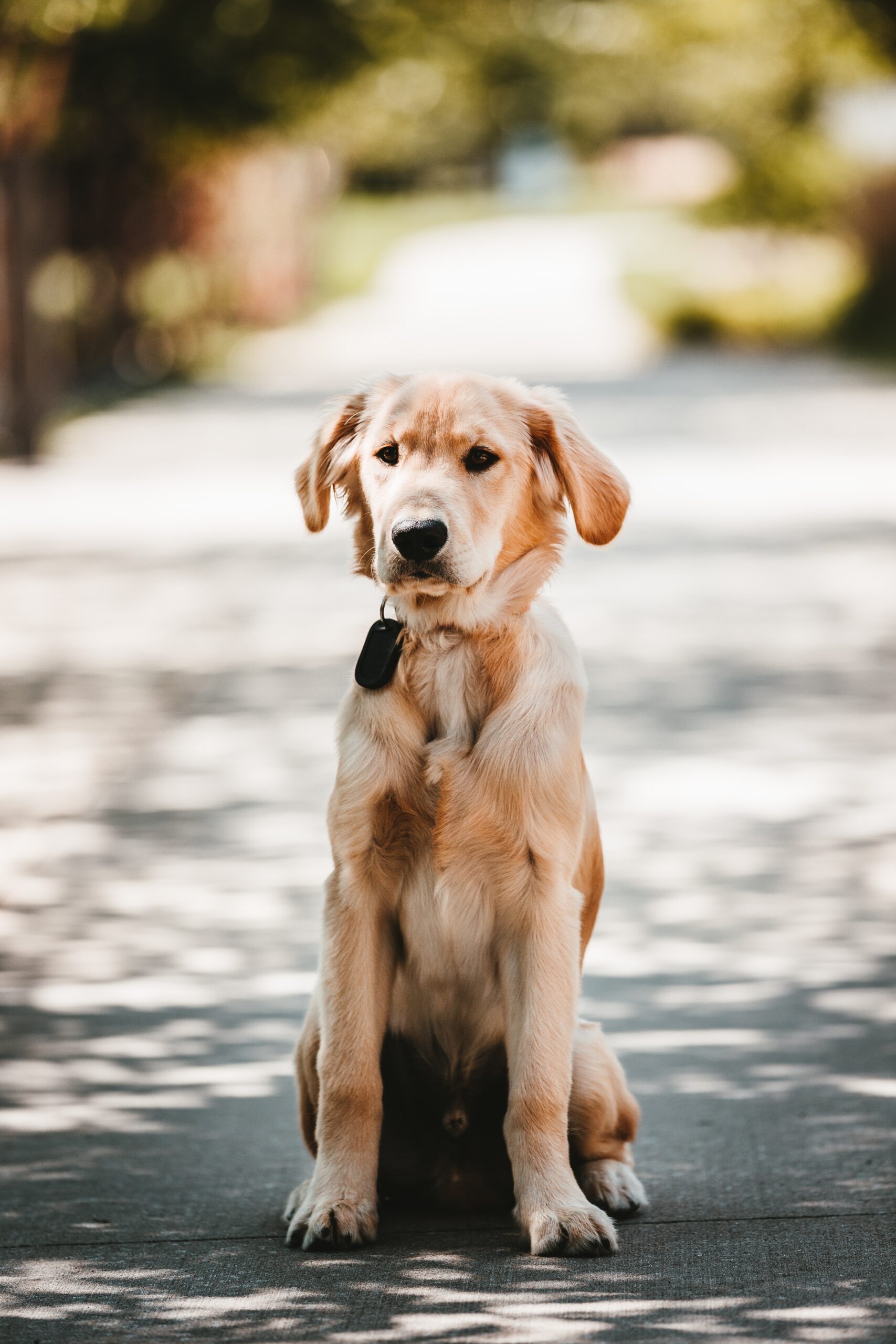 Holistic dog training for dogs and puppies experiencing mild to extreme anxiety