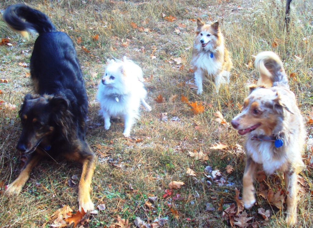 The dogs playing together