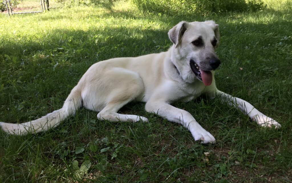 Lily - Anatolian Shepherd