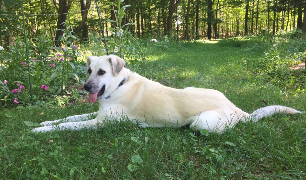 Lily on a warm summer day