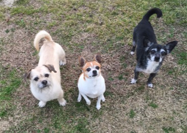 Shadow, Maddie and Dexter - California, U.S.