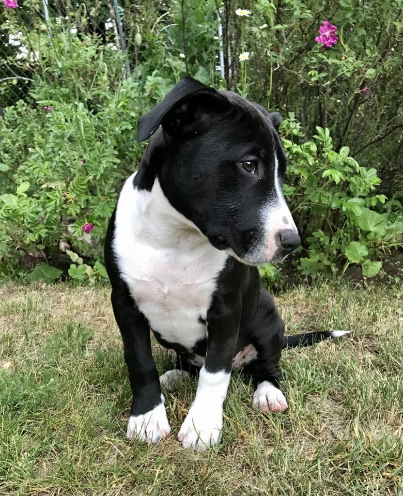 Annie in the Flowers