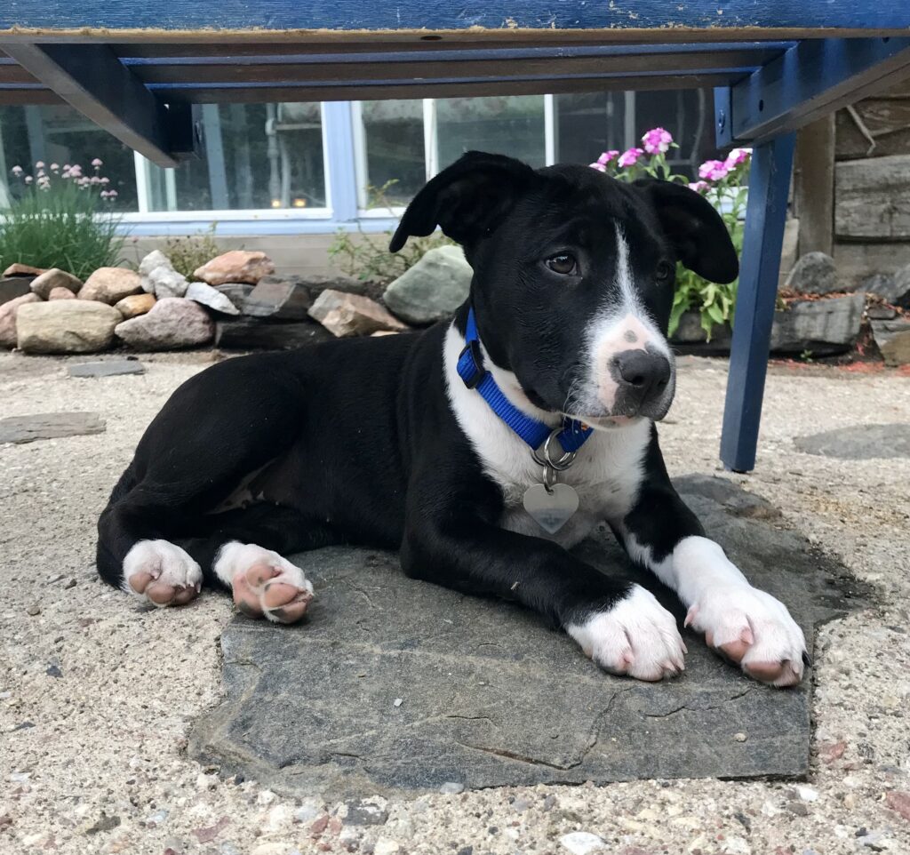 Annie at 10-weeks-old